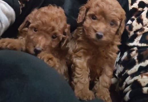 Red toy poodle