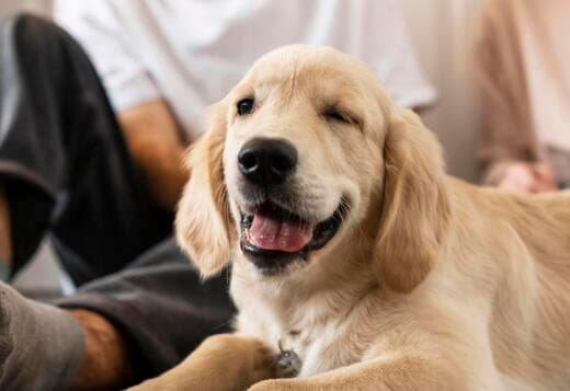 Cream Golden Retriever Puppies: Gentle, Elegant, and Perfect Family Co