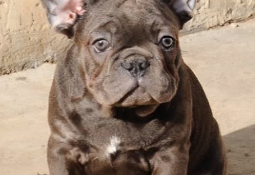 French bulldog, exotic puppies