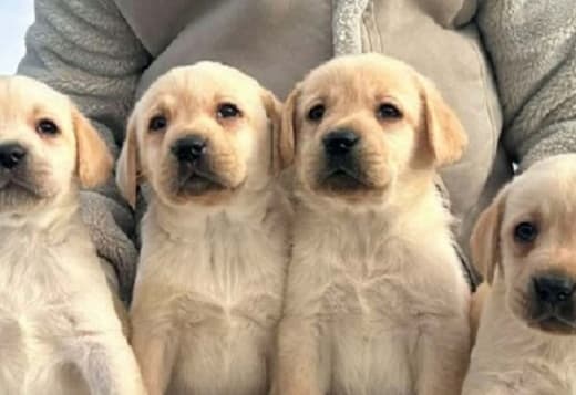 Labrador retriever