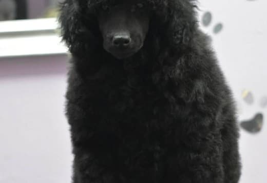 Male Toy Poodle Puppy
