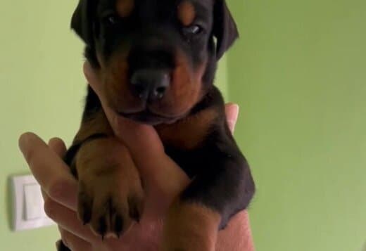 Doberman puppies