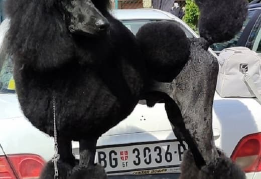 Top litter of LARGE POODLES