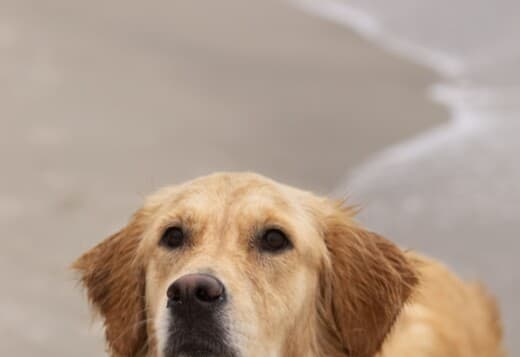 Golden Retriever Indiana : Lifetime Support From Indiana Goldens