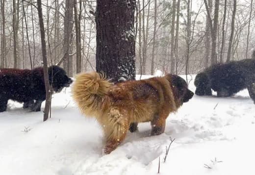 Brotherbear Acres Caucasian Shepherd Puppies for Sale