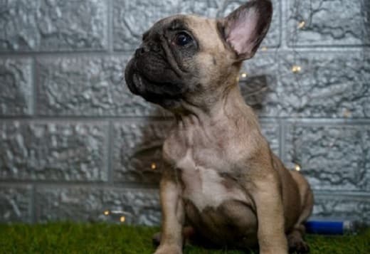 French bulldog