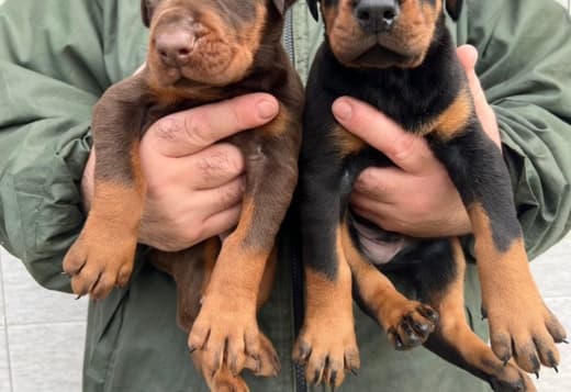 Doberman – Puppies for Sale