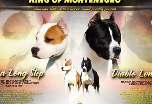American Staffordshire Terrier puppies