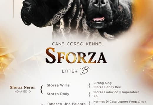 Cane Corso – Puppies for Sale