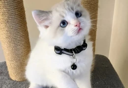 Adorable Home Raised Ragdoll Kittens