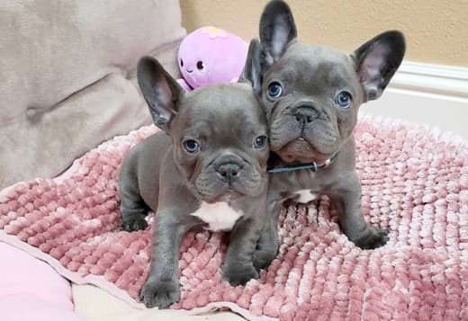 Male and Female Trained French Bulldog Puppies