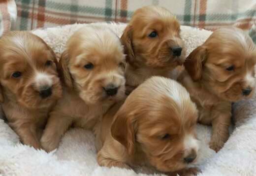 English Cocker Spaniel puppies