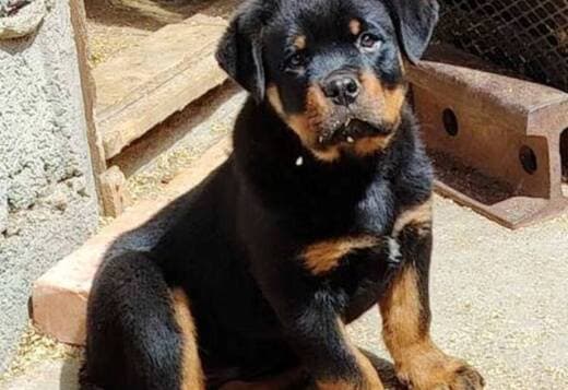 Rottweiler, first choice male puppy