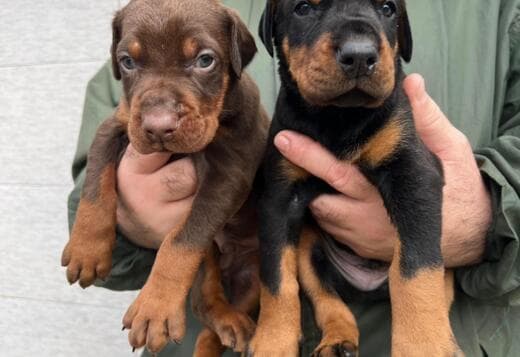 Doberman – Puppies for Sale