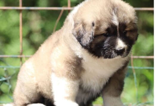 Caucasian Shepherd Dog – Beautiful Female Puppies