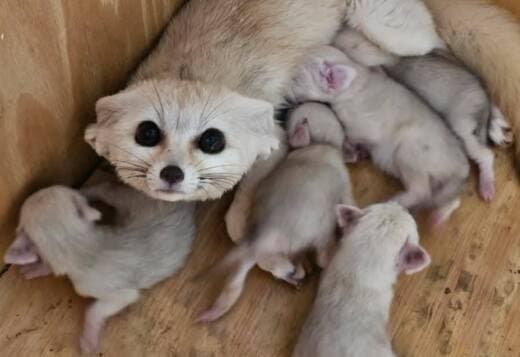 "Babies Male And Female Adorable Fennec Foxes"