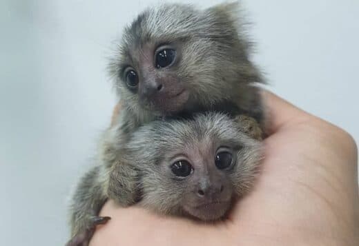 Tiny Finger Monkeys Raised in Loving Home