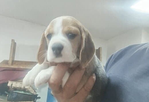 Beagle Beautiful Puppies