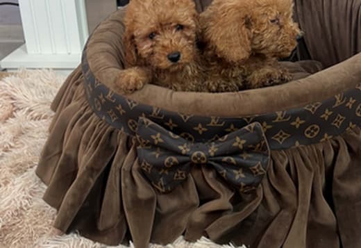 Small toy poodles, beautiful