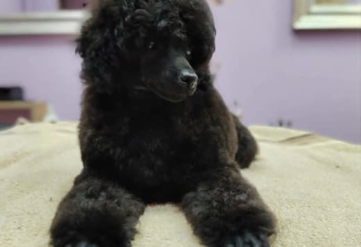 Miniature Poodle Puppies for Sale