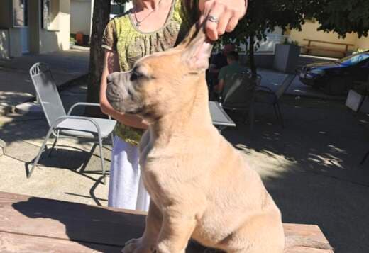 Cane Corso Formentino Male Puppies for Sale
