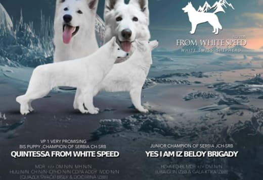 White Swiss Shepherd – Puppies