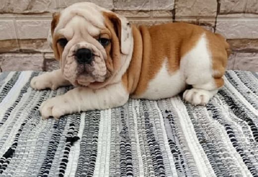English bulldog