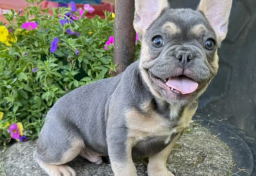 Cute Frenchie Pups Available