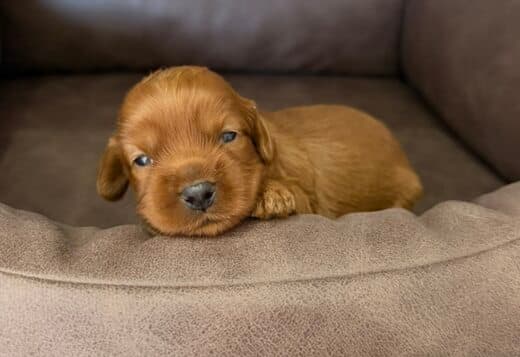 Cockapoo Red Puppies