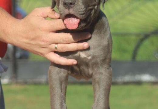 Cane Corso puppies