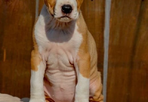 American Staffordshire Terrier
