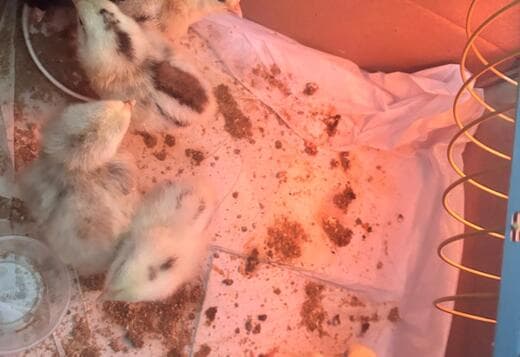 Baby Chickens