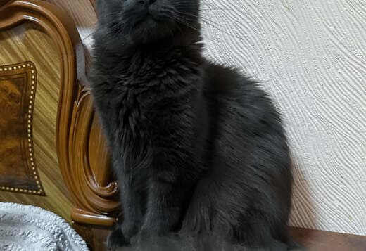 Maine Coon girl with a beautiful black