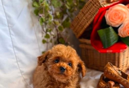 Beautiful Toy and Miniature Poodle Puppies