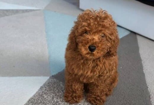 Red Toy Poodle puppies
