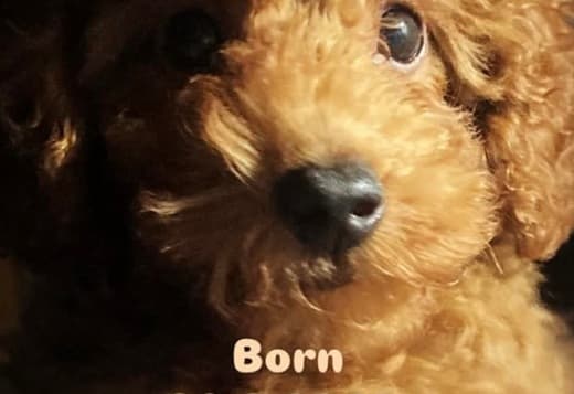 Red TOY POODLES, top litter of champion origin