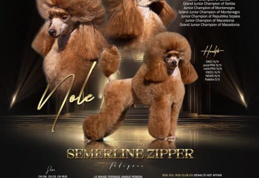 Toy Poodle Puppies