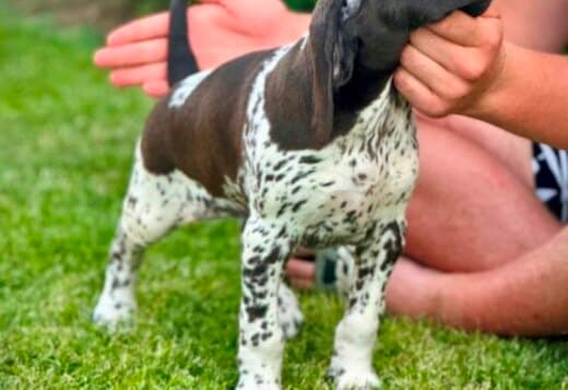 German Shorthaired Pointers, female puppies
