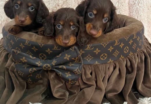 Long-haired dwarf dachshunds in chocolate color
