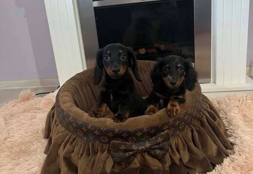 Long haired dwarf dachshunds, superb puppies