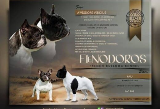 TOP-quality French Bulldogs
