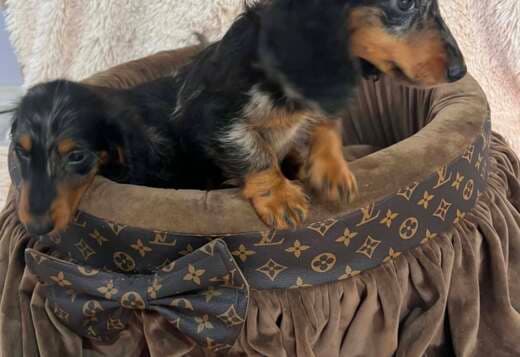 Long-haired merle-colored dwarf dachshunds