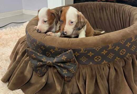 Dwarf Shorthair Dachshunds Extra Mini