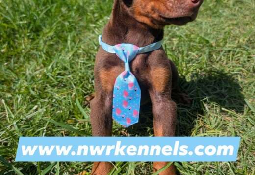 ckc doberman pinscher pups