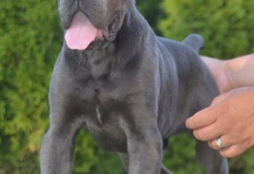 Cane Corso, top quality puppies