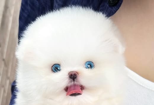Beautiful Pomeranian puppy
