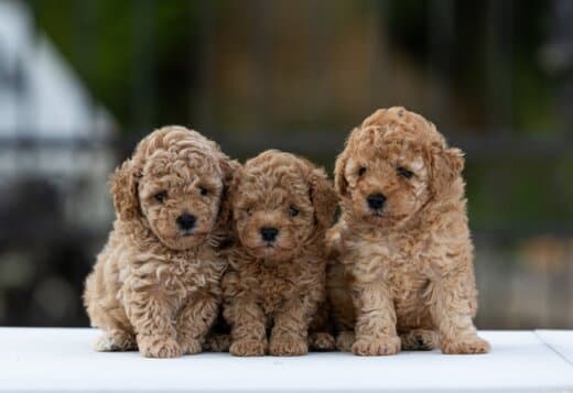 Toy Poodle – Puppies