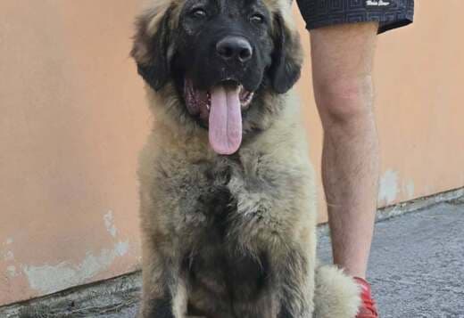 Caucasian shepherd top quality puppies