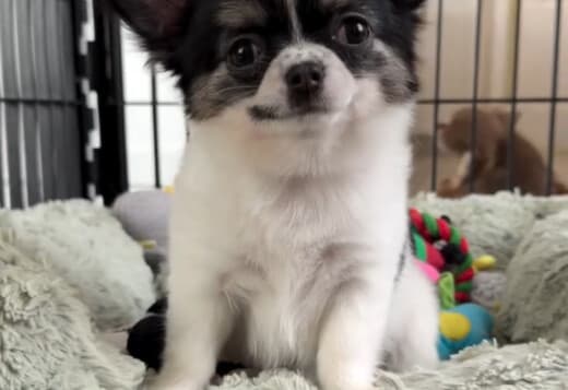CHIHUAHUA PUPPIES