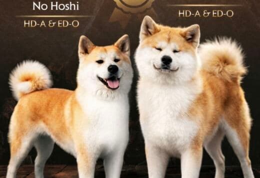Akita Inu – Beautiful FCI Puppies